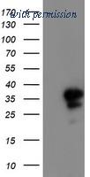 OriGene TA503402S image 1