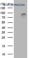 OriGene TA503405S image 1