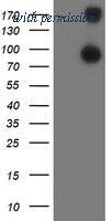 OriGene TA503407S image 1