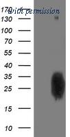 OriGene TA503408S image 1