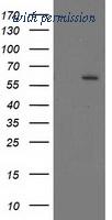 OriGene TA503415S image 1