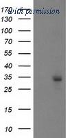 OriGene TA503440S image 1