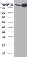 OriGene TA503443AM image 1