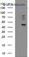 OriGene TA503450S image 1