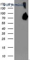 OriGene TA503452S image 1