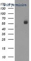 OriGene TA503469S image 1