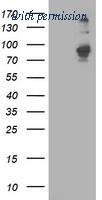 OriGene TA503477S image 1