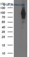 OriGene TA503478S image 1