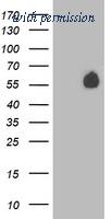 OriGene TA503498S image 1