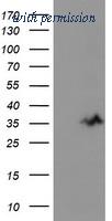 OriGene TA503502S image 1