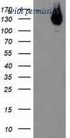 OriGene TA503503BM image 1