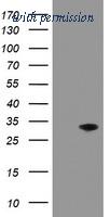 OriGene TA503506BM image 1