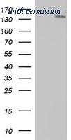 OriGene TA503523S image 1