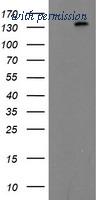OriGene TA503527S image 1