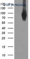 OriGene TA503532S image 1