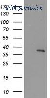 OriGene TA503533S image 1