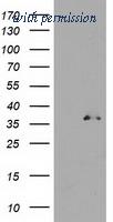 OriGene TA503534S image 1