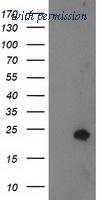 OriGene TA503549S image 1
