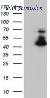 OriGene TA503559S image 1