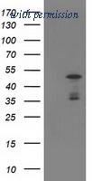 OriGene TA503560S image 1
