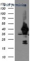 OriGene TA503563S image 1