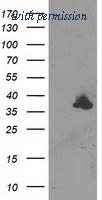 OriGene TA503567S image 1