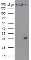 OriGene TA503578S image 1