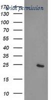 OriGene TA503579AM image 1