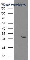 OriGene TA503592S image 1