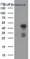 OriGene TA503600S image 1