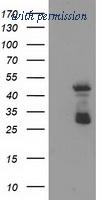 OriGene TA503601S image 1