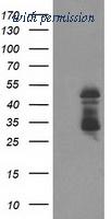 OriGene TA503602S image 1