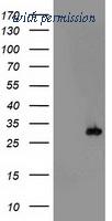 OriGene TA503617S image 1