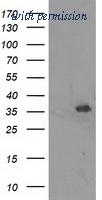 OriGene TA503618S image 1