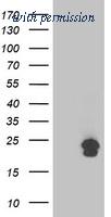 OriGene TA503620S image 1