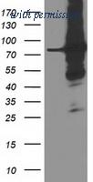 OriGene TA503641S image 1