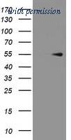 OriGene TA503642S image 1