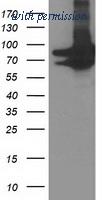 OriGene TA503643AM image 1