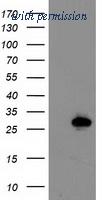 OriGene TA503644AM image 1