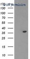 OriGene TA503656S image 1