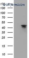 OriGene TA503662S image 1