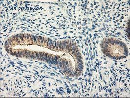 OriGene TA503664S image 1