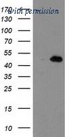 OriGene TA503693S image 1