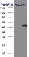 OriGene TA503710S image 1
