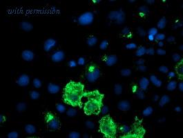 OriGene TA503713S image 1