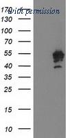 OriGene TA503714S image 1