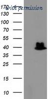 OriGene TA503716S image 1
