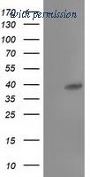 OriGene TA503718S image 1