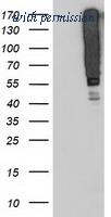 OriGene TA503730AM image 1