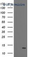 OriGene TA503736AM image 1